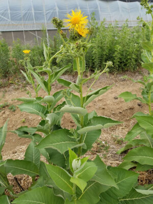 Elecampane, root (Inula helenium)