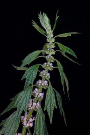 Motherwort (Leonurus cardiaca)