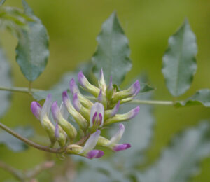 Licorice, Chinese honey mix-fried (Glycyrrhiza uralensis) zhi gancao