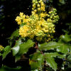 36-Lesson Professional Herbalist Course