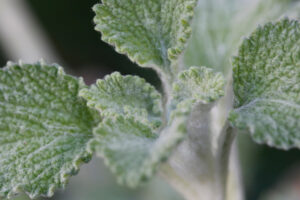 Horehound, white (Marrubium vulgare)
