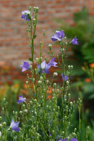 Balloon flower, platycodon (Platycodon grandiflora) jiegeng