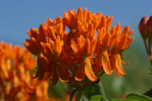 Pleurisy root (Aesclepius tuberosa)