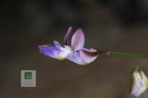 Polygala, honey mix-fried (Polygala tenuifolium) zhi yuanzhi