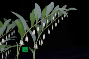 Solomon's seal, Chinese (Polygonatum odoratum) yuzhu