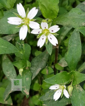 Prince's ginseng (Pseudostellaria heterophylla) taizishen