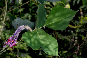 Kudzu (Pueraria lobata) gegen