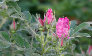 Rugosa rose, flower bud (Rosa rugosa) meiguihua