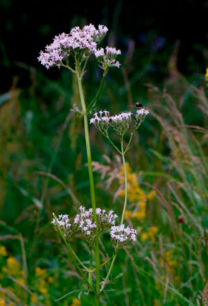 Valerian (Valeriana officinalis)
