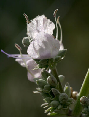 White sage, cultivated (Salvia apiana)