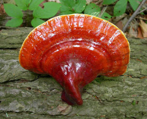 Reishi mushroom, sliced-red (Ganoderma lingzhi) hong lingzhi