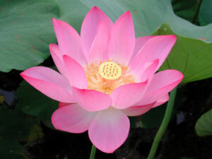 Lotus seed (Nelumbo nucifera) lianzi