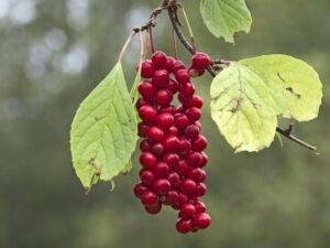 Five flavor berry (Schisandra chinensis) wuweizi