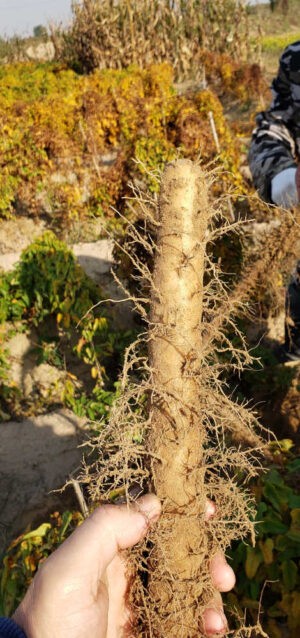 Wild yam, Chinese (Dioscorea opposita) huai shanyao