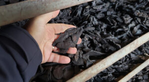 Rehmannia, steamed (Rehmannia glutinosa) shu dihuang