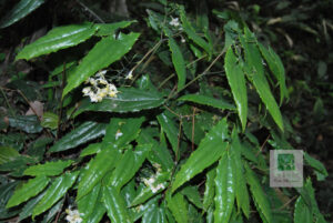 Horny goat weed (Epimedium spp.) yinyanghuo