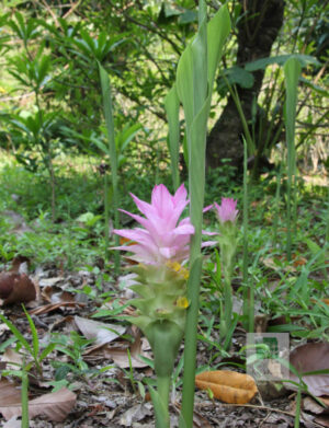 Turmeric (Curcuma longa) jianghuang