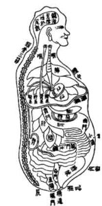 Lesson 7 Chinese Medicine Anatomy and Physiology