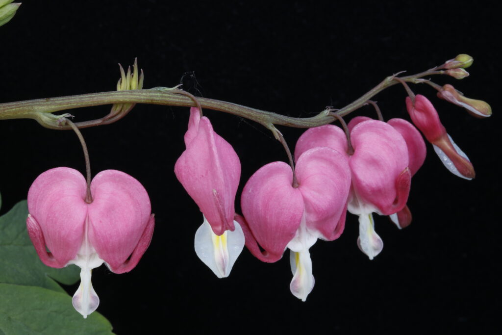 Professional Herbalist Course