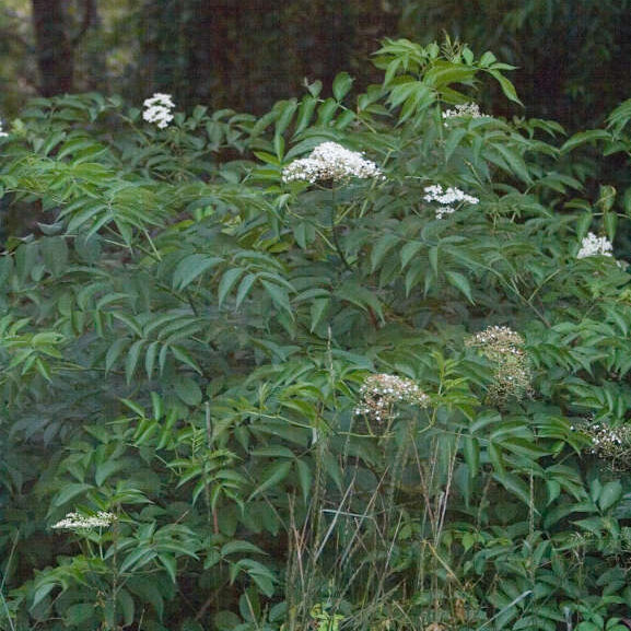Elder; Sambucus; Sambucus canadensis