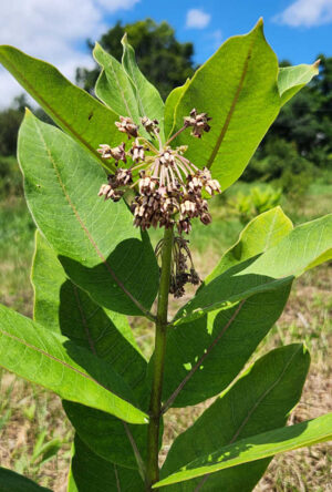 Aesclepius syriaca; Common milkweed