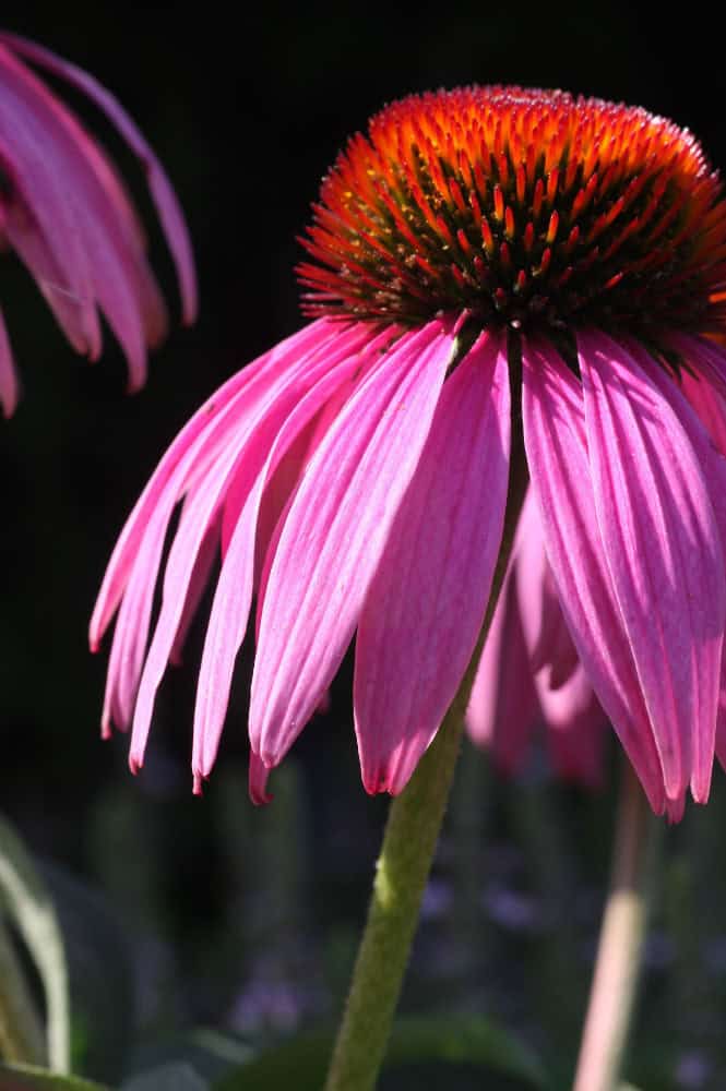 Echinacea; Echinacea purpurea; cone flower; purple cone flower
