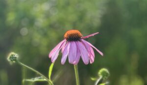 Echinacea (echinacea purpurea) 100 seeds