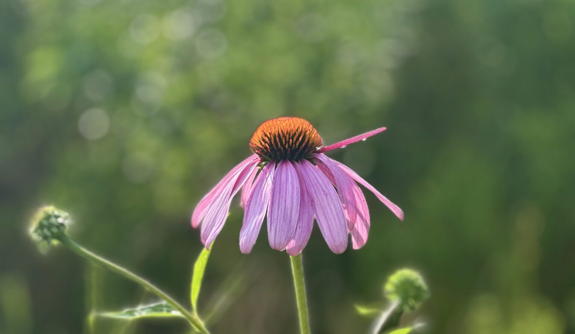 Echinacea (echinacea purpurea) 100 seeds