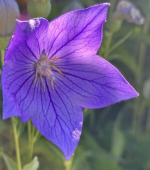 Balloonflower (Platycodon grandiflora) 50 seeds