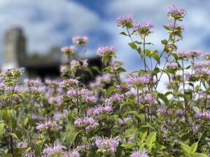 Bergamot, Lavnder (Monarda fistulosa) 100 seeds