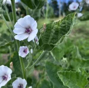 Marshmallow (Althea officinalis) 100 seeds