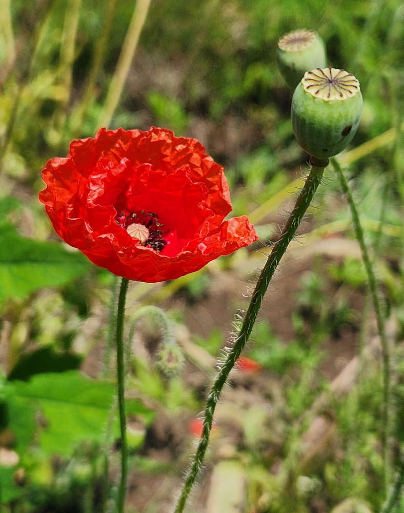 Papaver rhoeas; Red poppy