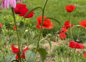 Poppy (Papaver rhoeas) 300 seed