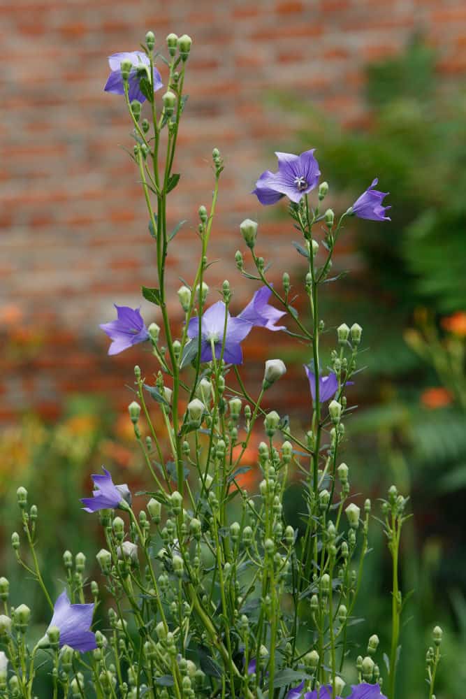 Platycodon grandiflorus; balloon flower; jiegeng; jie geng; 桔梗