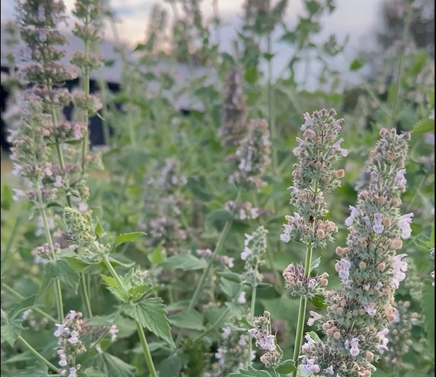 Catnip (Nepeta cataria ) 200 seeds