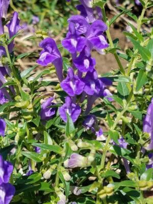 huangqin; huang qin; Scutellaria; Scutellaria baicalensis; Chinese Skullcap