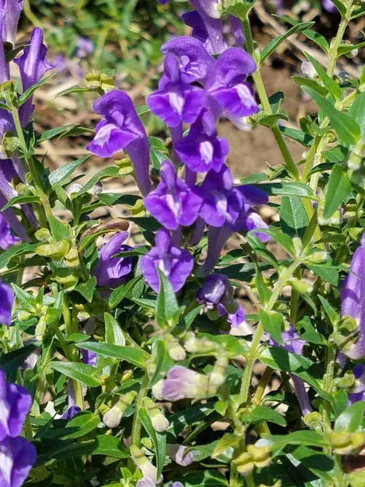 huangqin; huang qin; Scutellaria; Scutellaria baicalensis; Chinese Skullcap