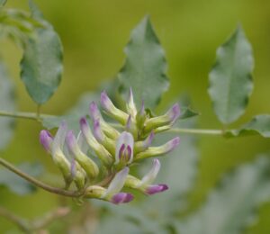 Fabaceae