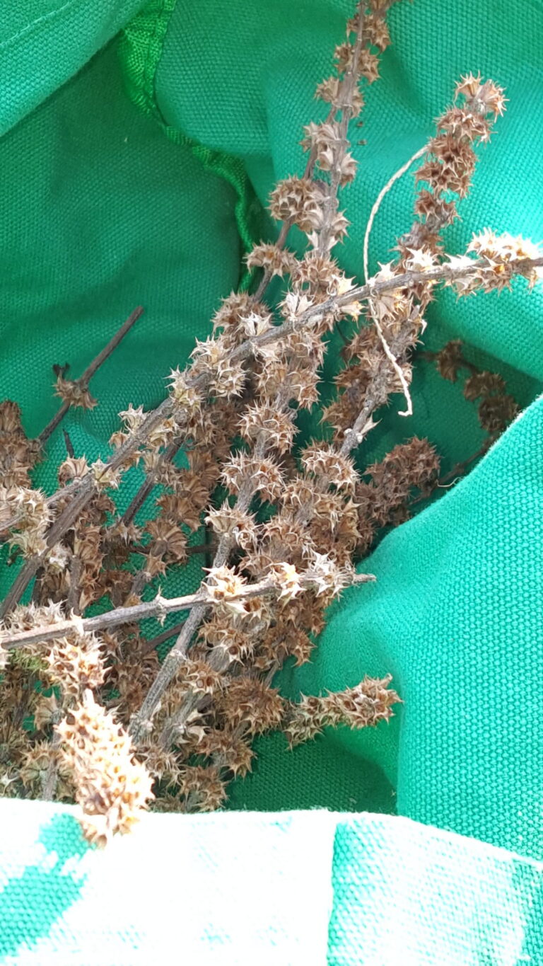 Nepeta tenuifolia