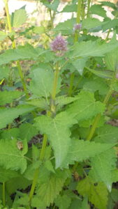 Lamiaceae