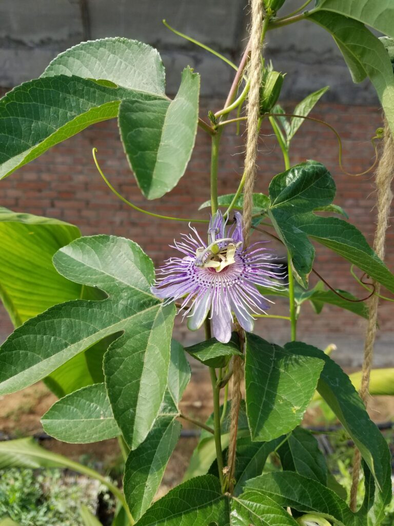 Passiflora incarnata