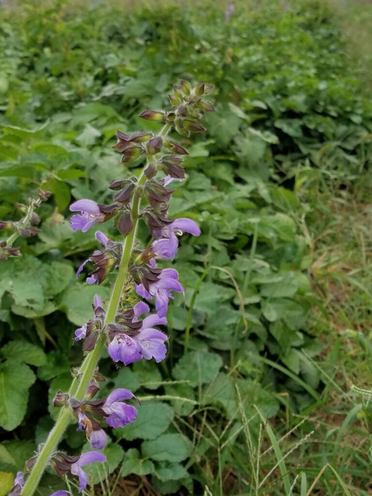 Salvia S. miltiorrhiza