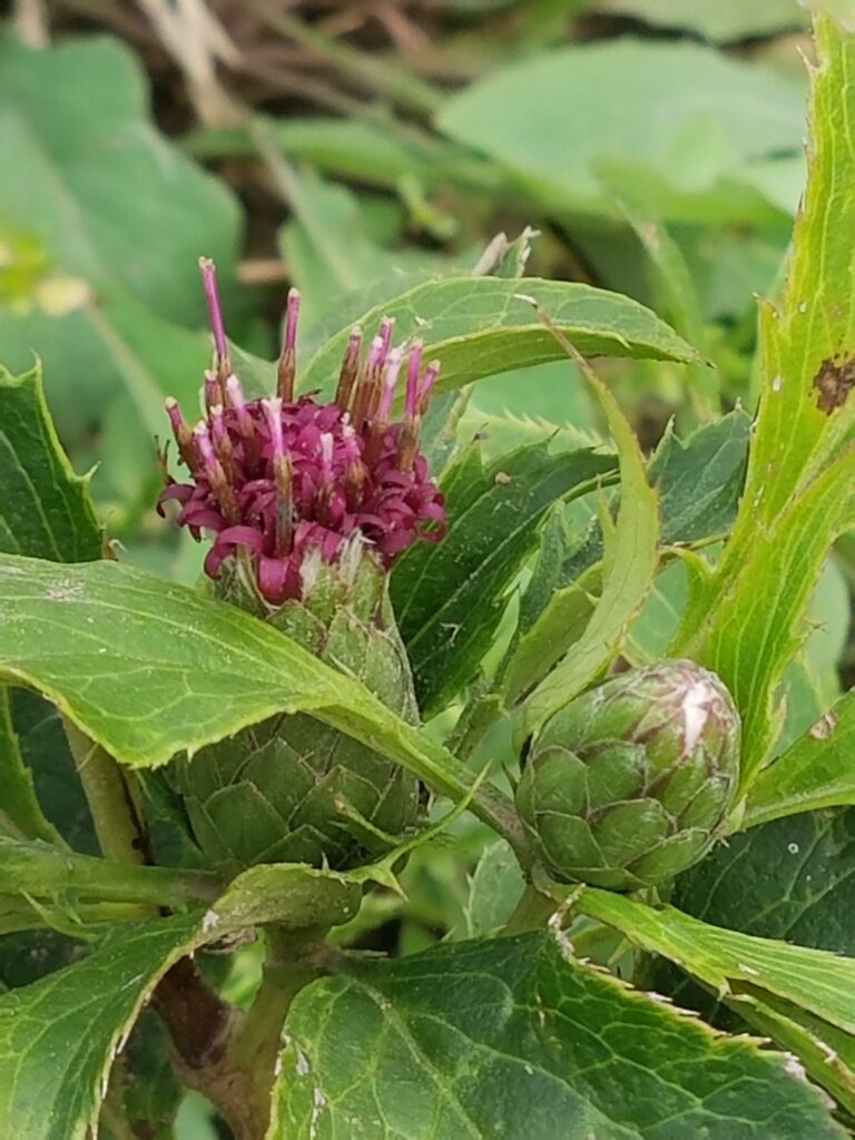 Atractylodes macrocephala