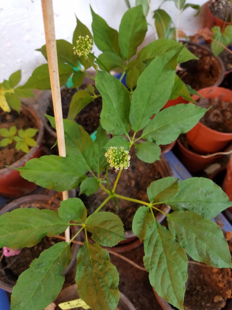 Panax ginseng