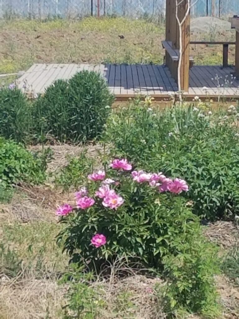 Paeonia lactiflora