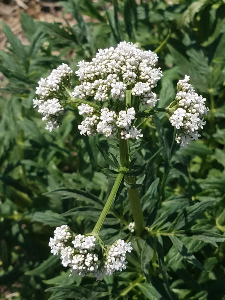 Valeriana officinalis