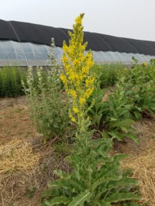 Scrophulariaceae