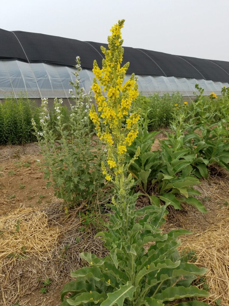 Verbascum olympicum