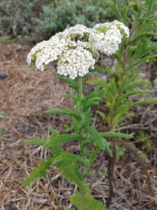 Asteraceae