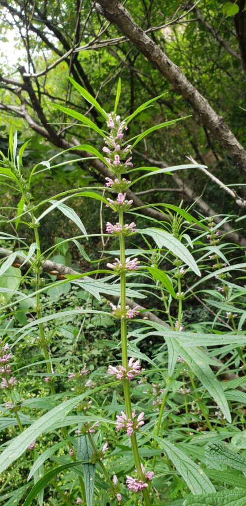 Leonurus japonicus